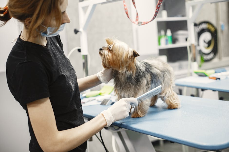 A veterinarian groomer brushing a Yorkshire Terrier on a grooming table indoors.